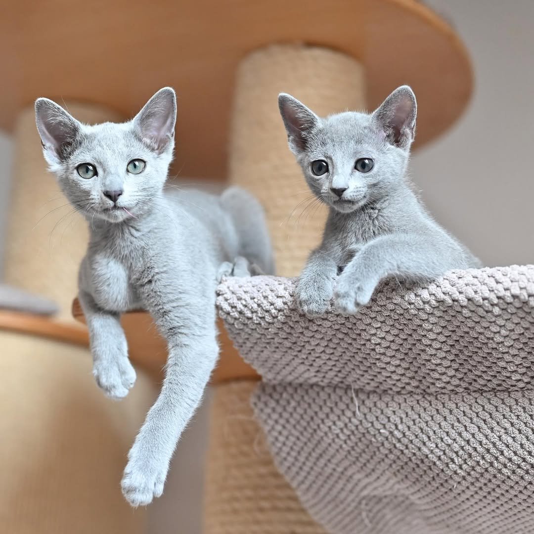 Bonded Pair - Frost & Crystal - Russian Blue Kittens